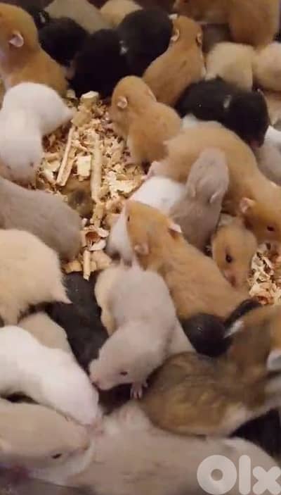 Hamster هامستر