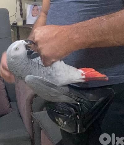 ببغاء افريقي كاسكو