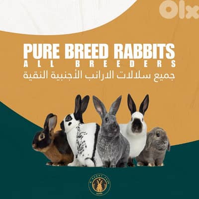 العناية بالأرانب النقية