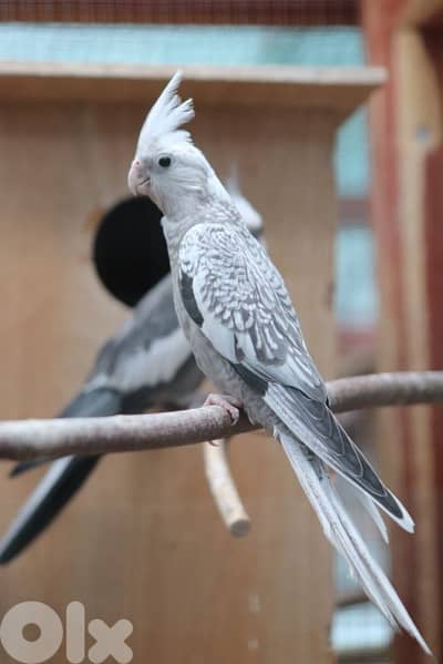 cockatiel whiteface cinamon pearl