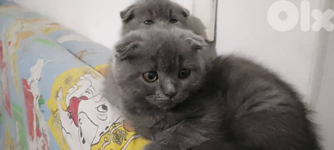 برج البراجنة