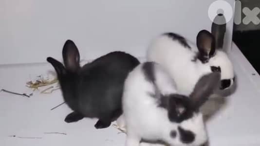 ارانب بابيون