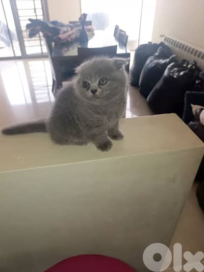 Beautiful Scottish Fold Kittens