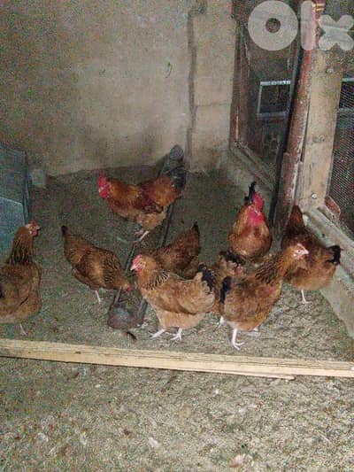 Buff Sussex eggs- بيض سوسكس بني للتفقيس