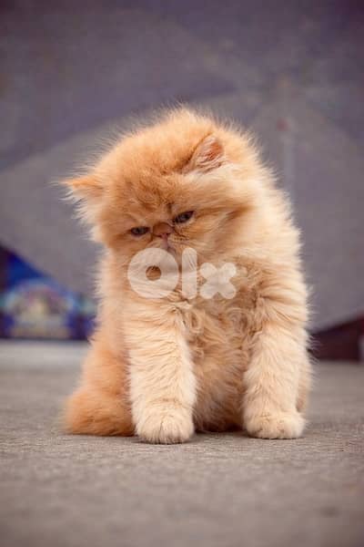 Luxury Persian Kitten
