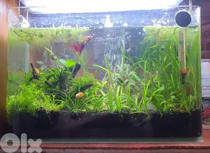 Fully equipped Nano tanks