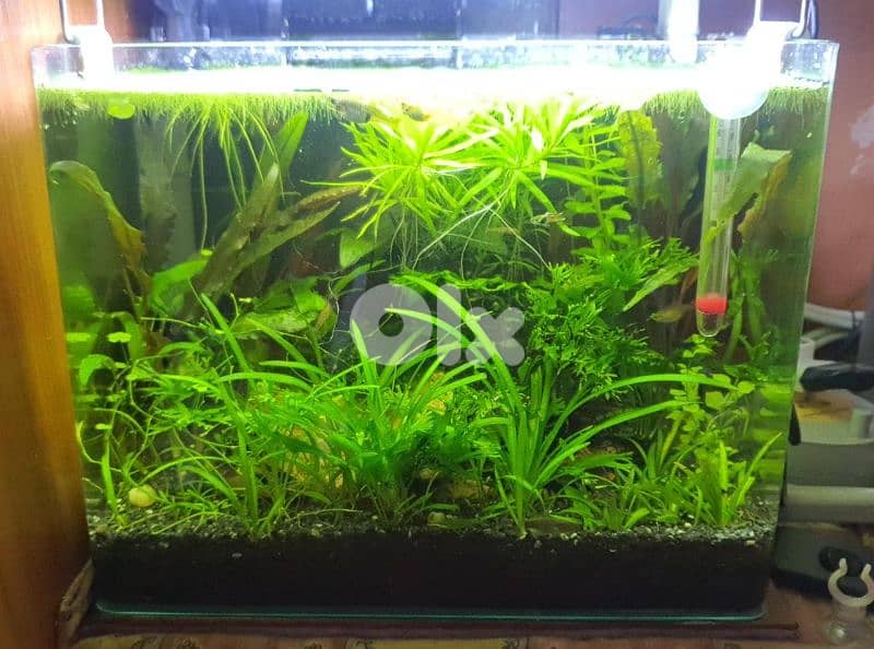 Fully equipped Nano tanks 1