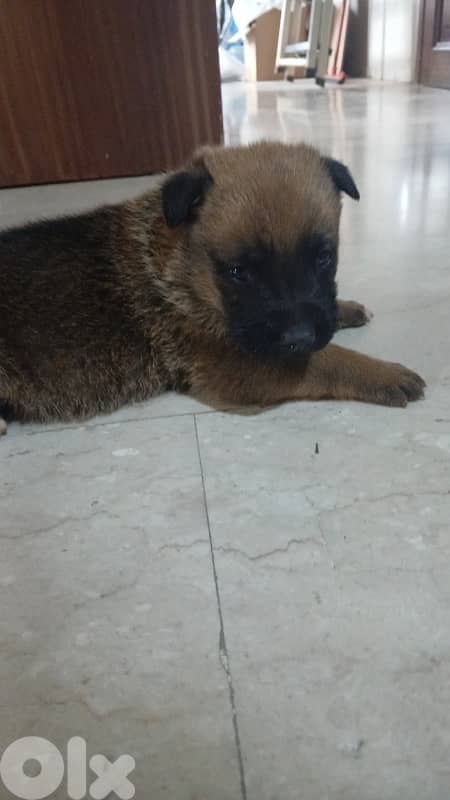 150$ malinois 2