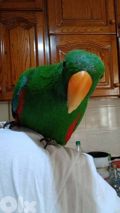 Eclectus
