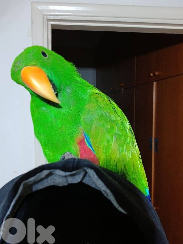 Eclectus 1
