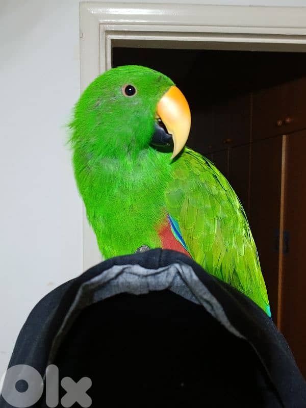 Eclectus 2