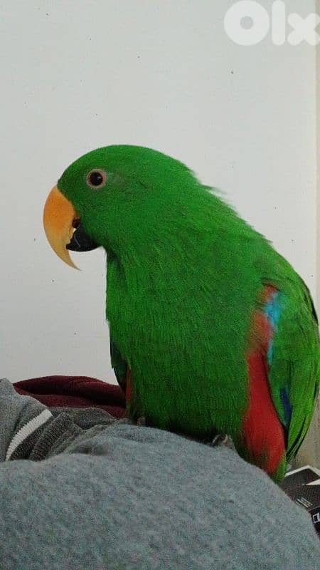 Eclectus 3