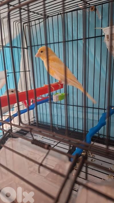 انثى ريد فاكتر للبيع