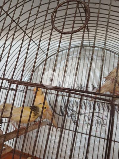 كنارات عمرن شهر