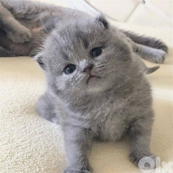 pure Scottish fold and British kittens HIGHEST QUALITY 2