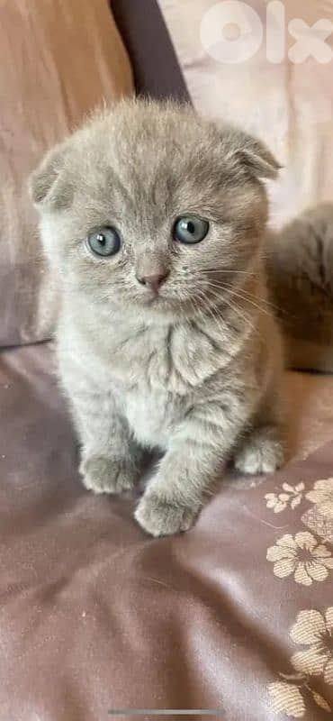 pure Scottish fold and British kittens HIGHEST QUALITY 3
