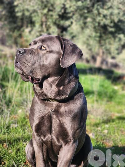 cane corso
