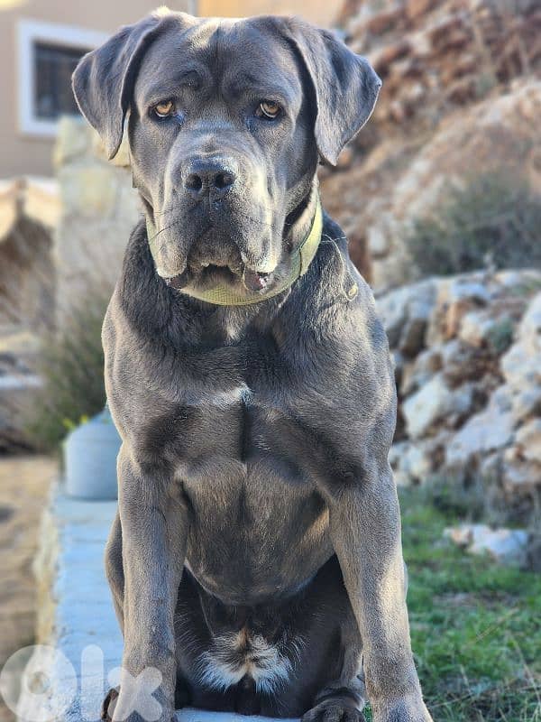cane corso 1