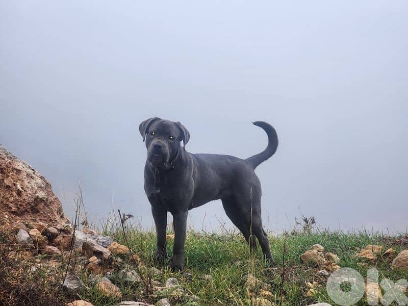 cane corso 2