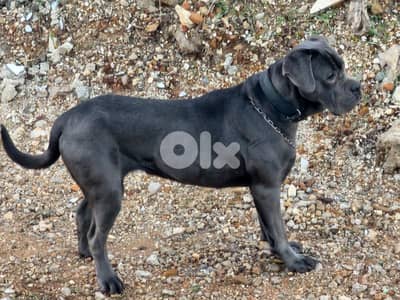 cane corso