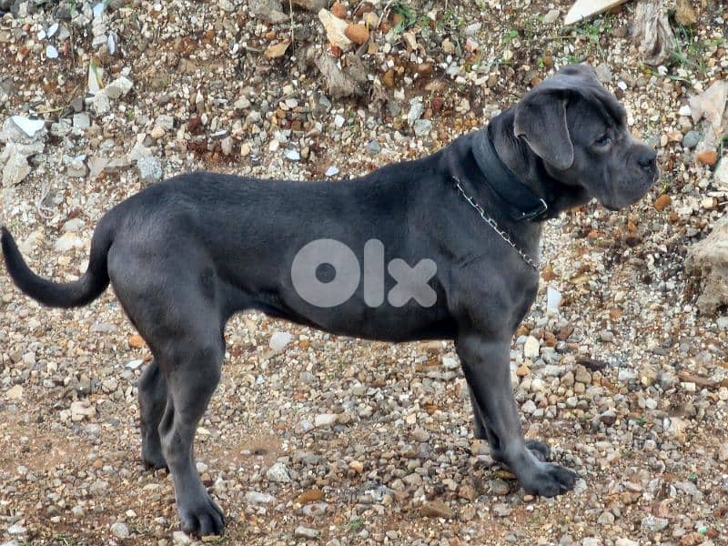 cane corso 3