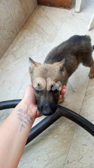 Belgian Malinois for adoption