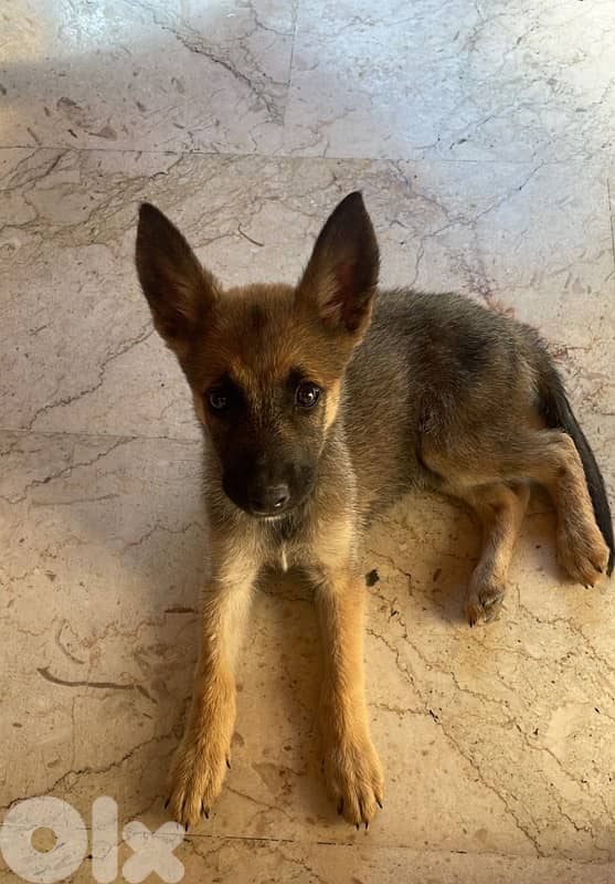 Belgian Malinois for adoption 1