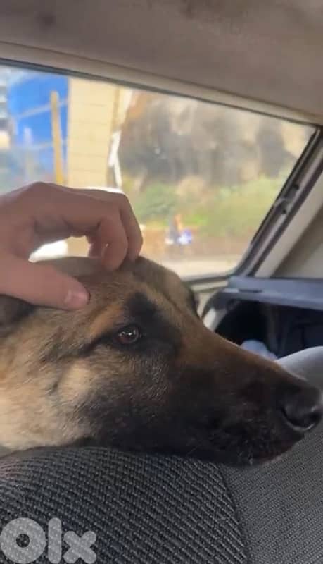 Belgian Malinois for adoption 2