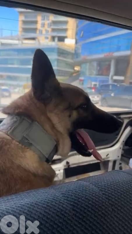 Belgian Malinois for adoption 3