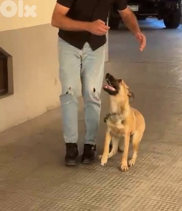 Belgian Malinois for adoption 4