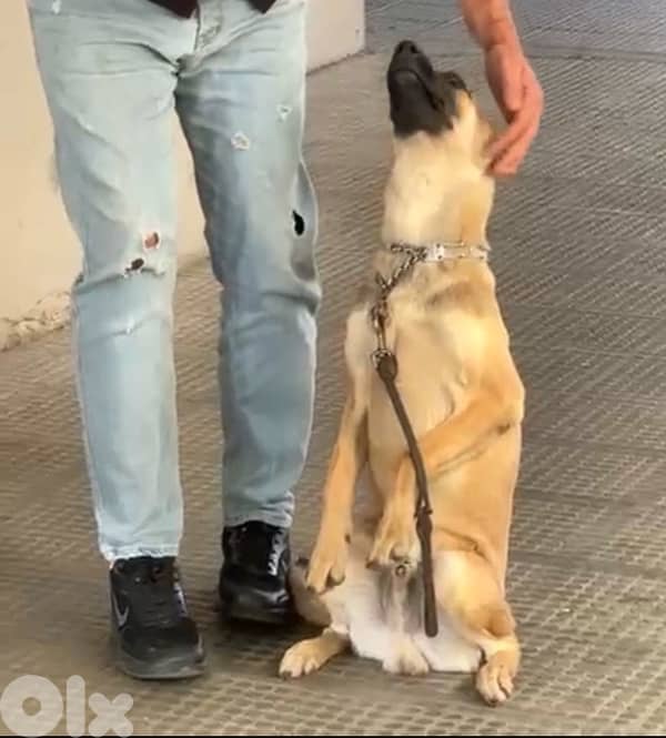 Belgian Malinois for adoption 5