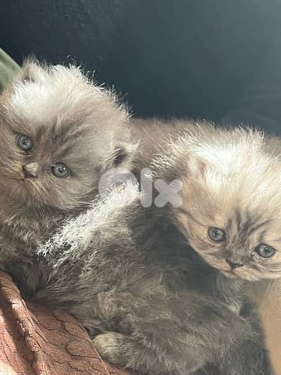 قطط  من ام شيرازي واب برتش لونغ هير مأصل