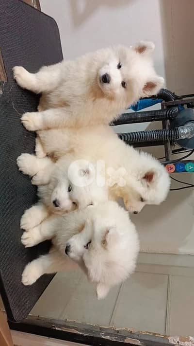 Pure Samoyed puppies available