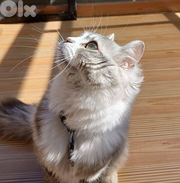 persion mix high quality silver tabby and white!!! 2