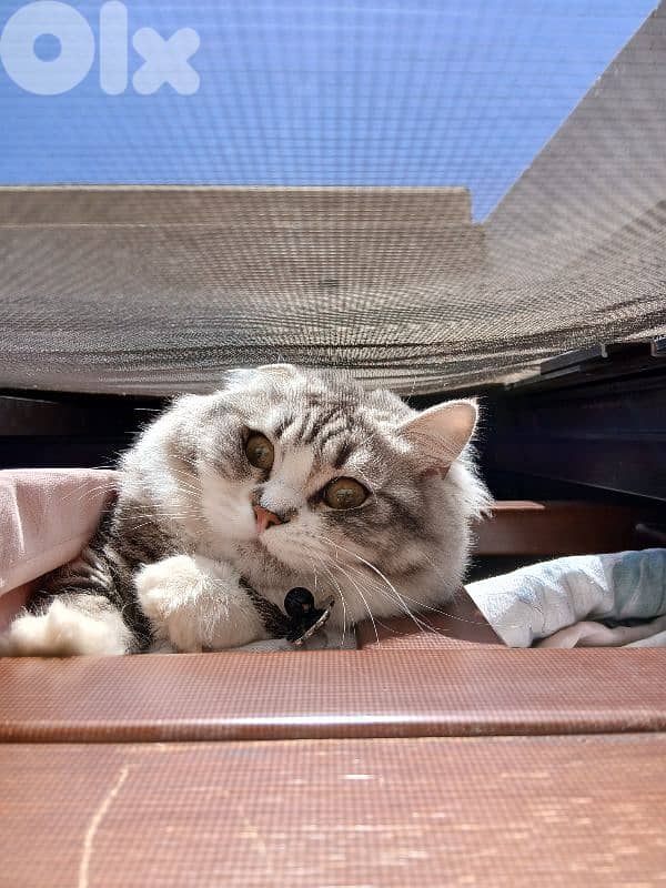 persion mix high quality silver tabby and white!!! 14