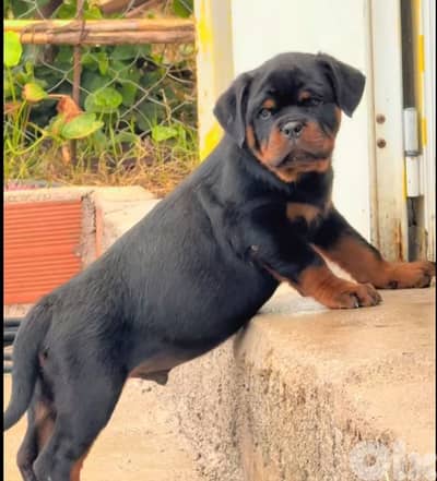 rottweiler bloodline timitor