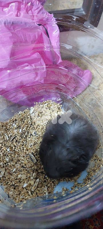 Three cute Hamsters + cage