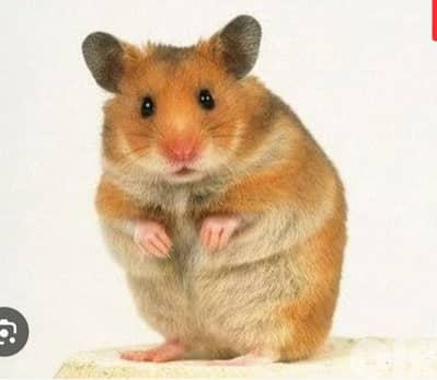 hamester for sale /هامستر للبيع