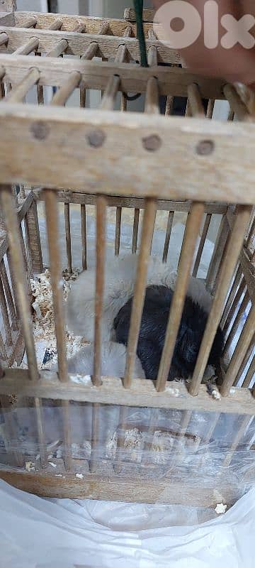 Three cute Hamsters + cage
