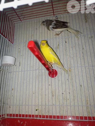 طيور مشكلة للبيع