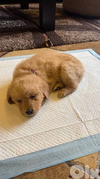 Golden retriever puppy 2 month old