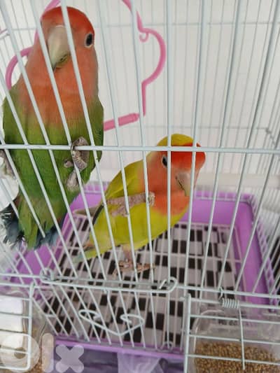 عصافير الروز