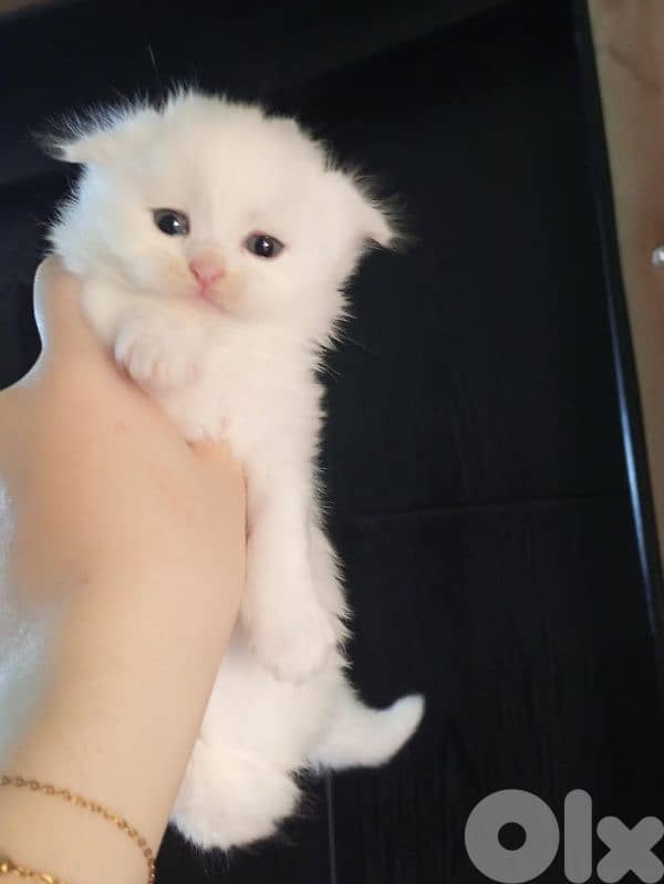 بيروت 3