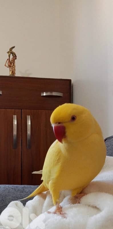 دره اصفر عمرو سنه