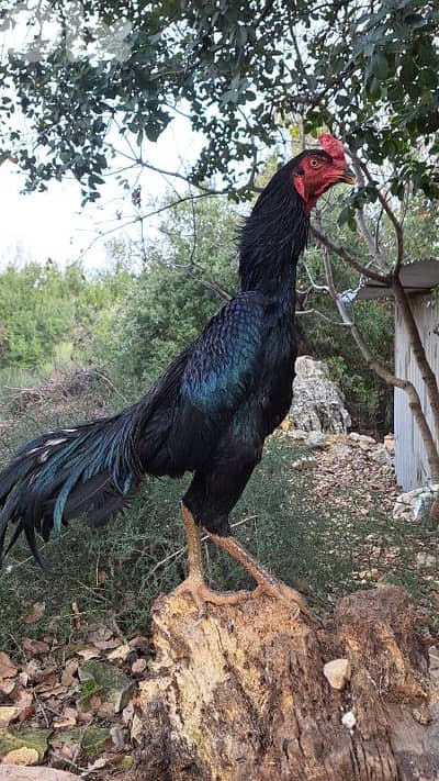 فراخ تركي  وشاموووو وفيتنامي لببيع