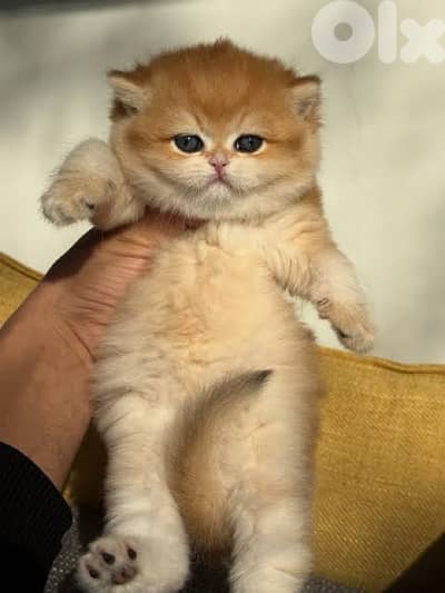 british gold 70485808