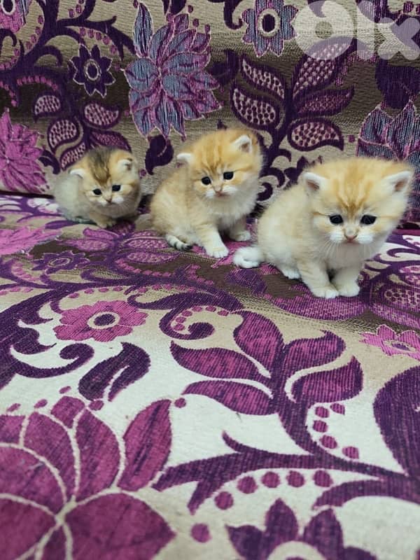 british gold 70485808 1