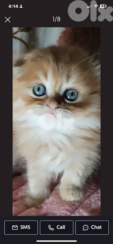 british gold 70485808 2