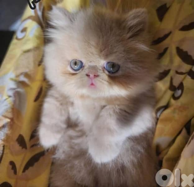 british gold 70485808 3