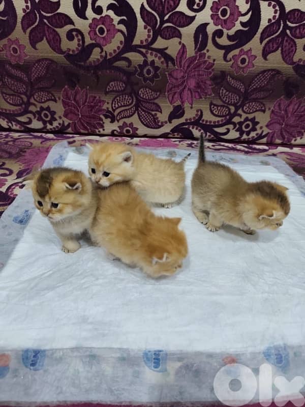 british gold 70485808 4